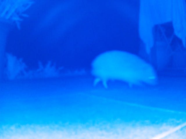 example image with a hedgehod captured at nighttime